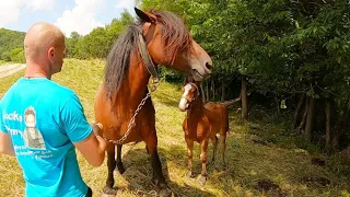 В ГОСТЯХ У МІШИ В БЕРЕЗОВІ/КОНІ ВАГОВОЗИ/КОНІ В УКРАЇНІ