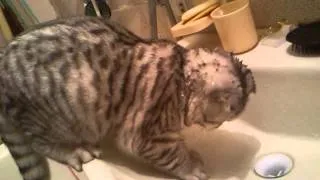 Cat bathing / Кот купается