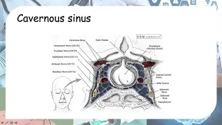 Cavernous sinus contents and cavernous sinus syndrome