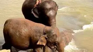 Умный слон на Шри-Ланке / Clever intelligent elephant on Sri-Lanka
