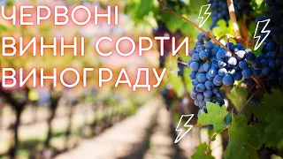 Червоні винні сорти винограду. Органолептика, регіони та вина