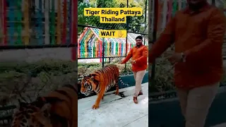 Tiger Attack | Riding  Tiger 🐅  Pattaya Bangkok Thailand #viralshort #short #tigers #ytshort