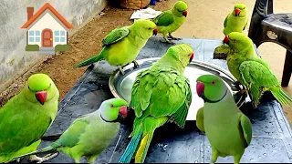 Mitthu Mitthu parrot sound natural video | @ParroTube