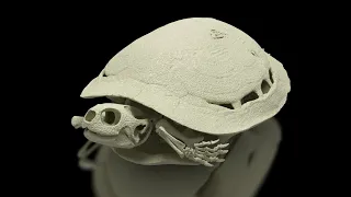 X-ray Microscopic Imaging of a Turtle