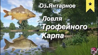 Дикие размоты на Озере Янтарном. Трофейные карпы ждут тебя в этом видео. #russianfishing4 #rf4