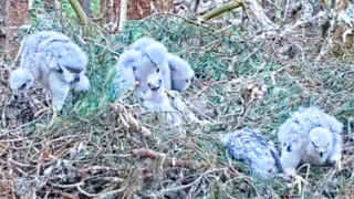 SIBLING KILLS LITTLE CHICK.MOM FEEDS CHICKS WITH LITTLE CHICK.RSPB LOCH GARTEN. SCOTLAND.2023.06.22.