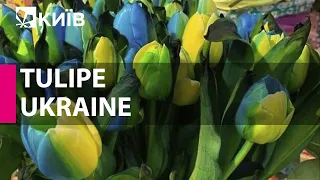 На честь України в Нідерландах вивели сорт синьо-жовтих тюльпанів