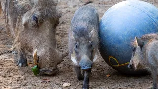 Meet Daphne, Penelope, and Eloise! Zoo Atlanta's newest warthog piglets