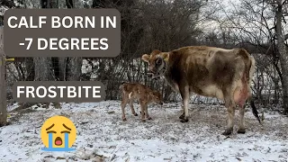 NEW CALF BORN IN FRIGID COLD. NOW MAMA AND BABY BOTH HAVE FROSTBITE.