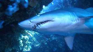 Diver Gets Up Close To Grey Nurse Shark