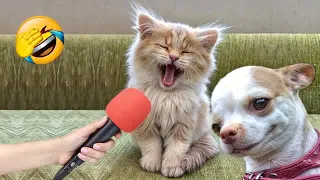 New Funny Animals😻🐶Best Funny Dogs and Cats Videos Of The Week🤣Part 9