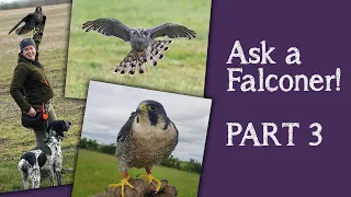 Falconry | Your Questions Answered | Part 3 | Hunting With Birds Of Prey