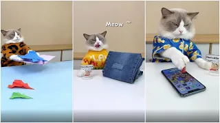 Cats make food 2022 "That Little Puff" Tiktok Compilation New #47