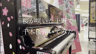 【ストリートピアノ】桜が開花した上野に出現したピアノで【千本桜】弾いてみた～東京ストピ巡り動画ラスト