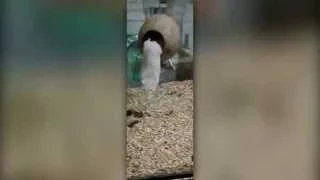 Gerbil Jump in Slomotion