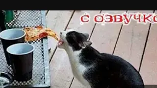 СМЕШНЫЕ КОТЫ С ОЗВУЧКОЙ