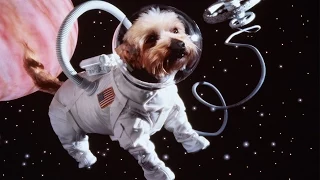 10 Animals Who Went To Space