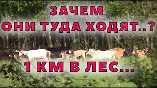 Осенние похождения коз