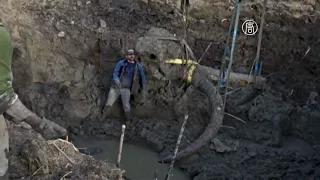 Американский фермер нашёл на своём поле скелет мамонта (новости)