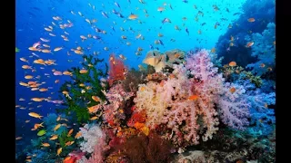 Top 15 Most Beautiful Coral Reefs In The World And Amazing Underwater Life | Part - 3