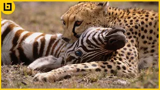15 Amazing And Merciless Cheetah Coalition Attacks Caught On Camera