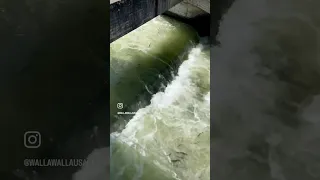 Fish in the McNary fish ladder #fishpassage