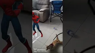 mi gato volador jajaj 🤣🤣🤣