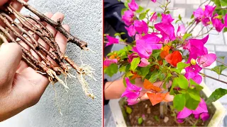 Bougainvillea tree brilliant flower, propagated by branches in sand