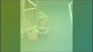 Female Blackbird Trying to Build Her Nest