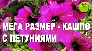 90 литров петуний!Таких кашпо вы точно не видели!