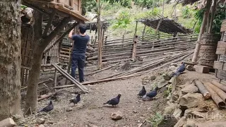 Find food for wild boars and make coop for pigeons, Survival Instinct, Wilderness Alone (ep101)