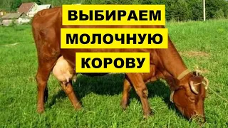 Как выбрать молочную корову | Животноводство | КРС | Молочные коровы | Дойные коровы