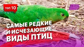 Самые редкие и исчезающие виды птиц... Может ты и не видел таких никогда...