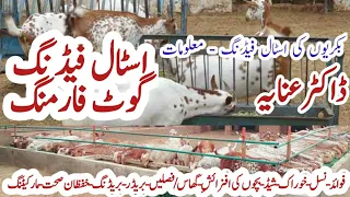 Goat Stall Feeding System | Stall Fed Goat Farming | Goat Business | Dr Anaya