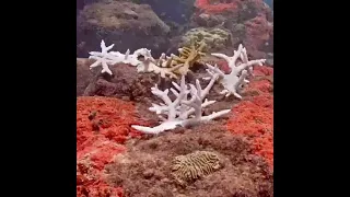 Coral City Camera | The World’s First In-Situ Coral Bleaching Timelapse | 5.1.23-12.12.23