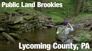 Public Land Brookies, Lycoming County, PA - Wooly Bugged