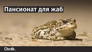 Пансионат для жаб