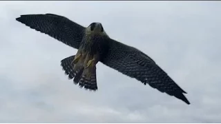 Peregrine Falcon attacks my Drone