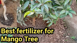More on Mango tree fertilizing/ What is the Best Fertilizer for Mango tree/आम में खाद उर्वरक ऐसे दें