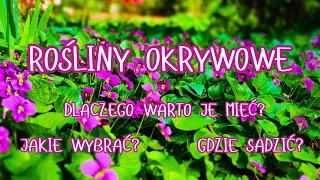 ROŚLINY OKRYWOWE - dlaczego warte je wprowadzić do ogrodu i jakie gatunki wybrać. OGRÓD W KWIETNIU!