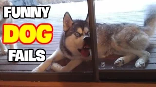 Funny Dog Fails 2017 (Part 2) || Best Fails Compilation By FailADD