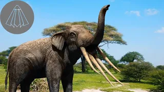 What Happened to the Four Tusked Elephants?