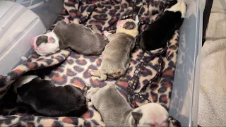 What To Expect The First 48hrs For Newborn Puppies