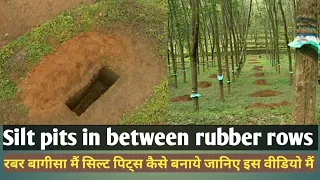 How to make silt pits in between rubber plantation