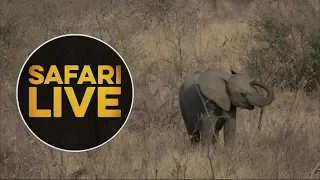 safariLIVE - Sunrise Safari - July 29, 2018