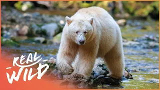 Searching For The Rarest Bear On Earth | Moksgm'ol | Real Wild