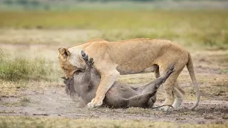 Wild Animals Attack - Lion Attack Warthog