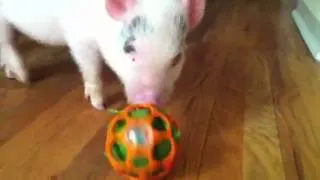 Bulldog and mini pig snack time!