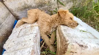 Poor Dog! Fell into a Deep Pit and Nearly Starved for Days