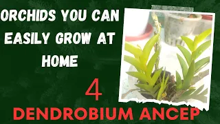 How to grow dendrobium orchid - Dendrobium ancep #dendrobiumorchidcare #orchidcare